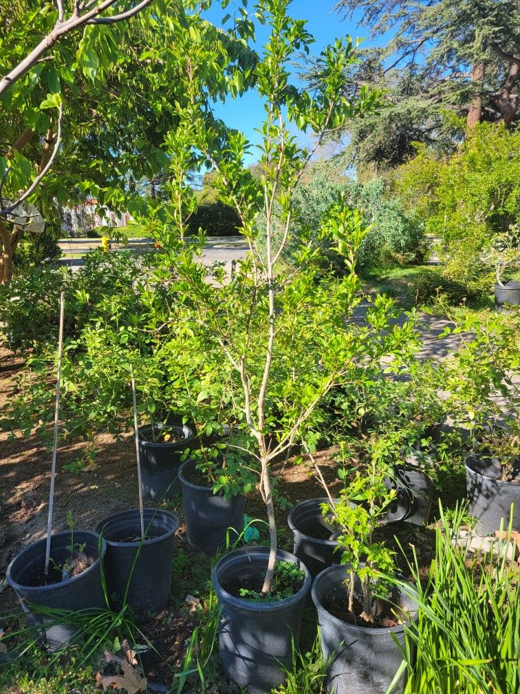 Pomegranate Tree