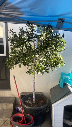 25g ficus Nitida tree type