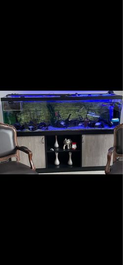 125 Gallon Aquarium