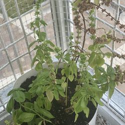 Basil Plant 
