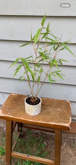 Bamboo Bonsais 17 inches