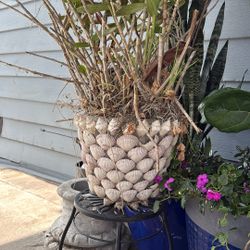 Large Seashell covered planter