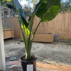 Giant Taro ( Elephant Ears) Plant
