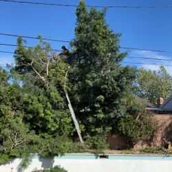 Tree Work 