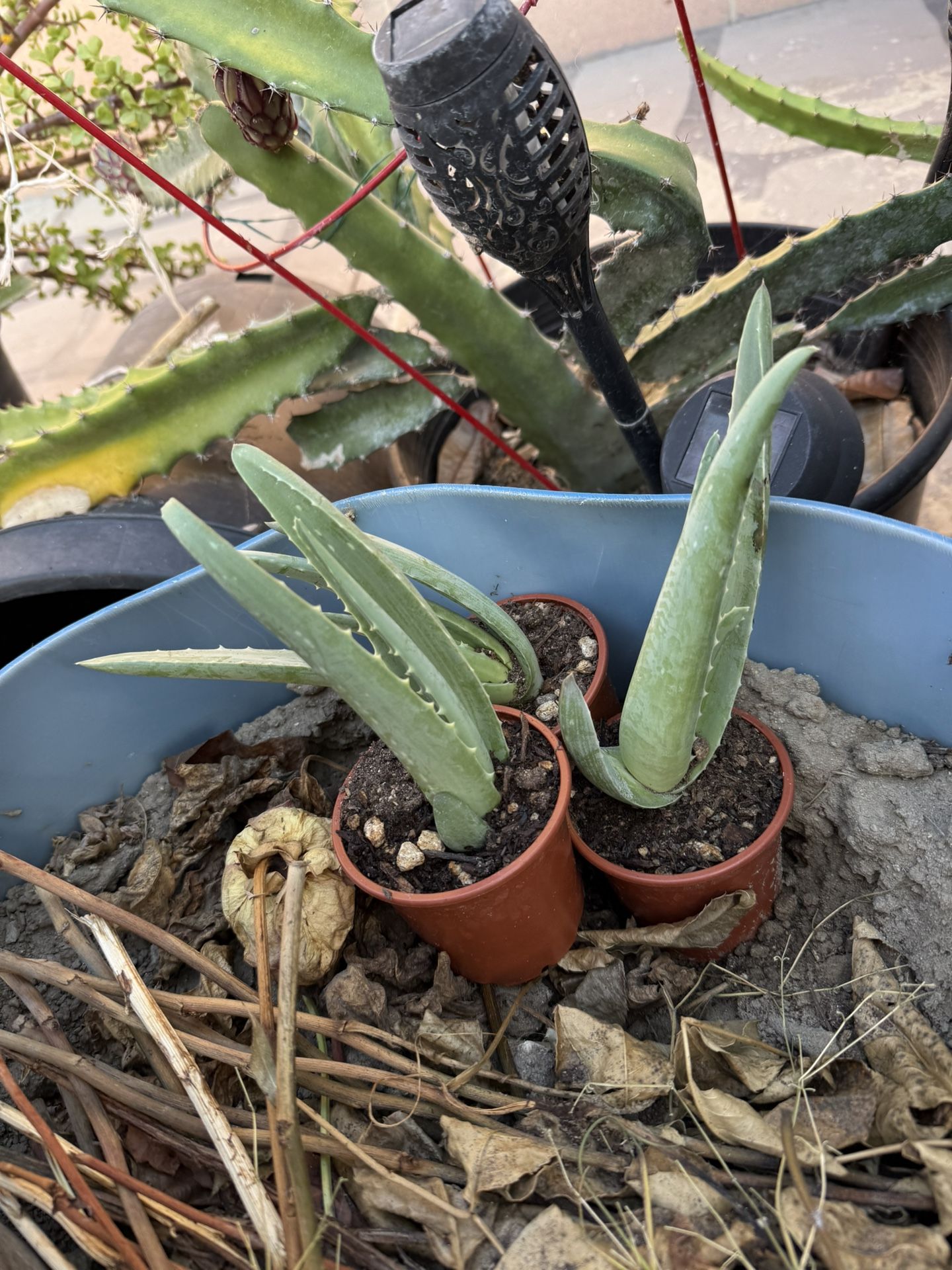 Aloe Vera Plant - $1 each