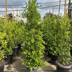Ficus Nitida Indian Laurel Privacy Hedge