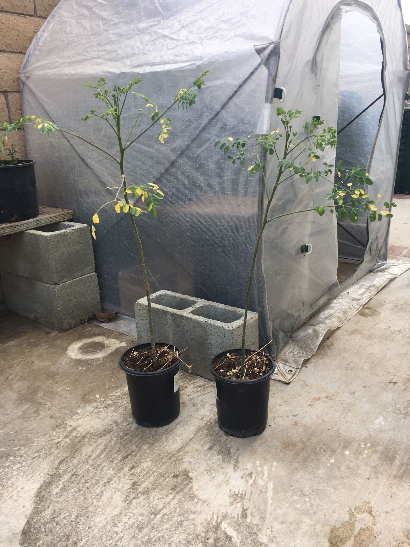 Two very healthy Marego plants in 6 inch pots $10 each