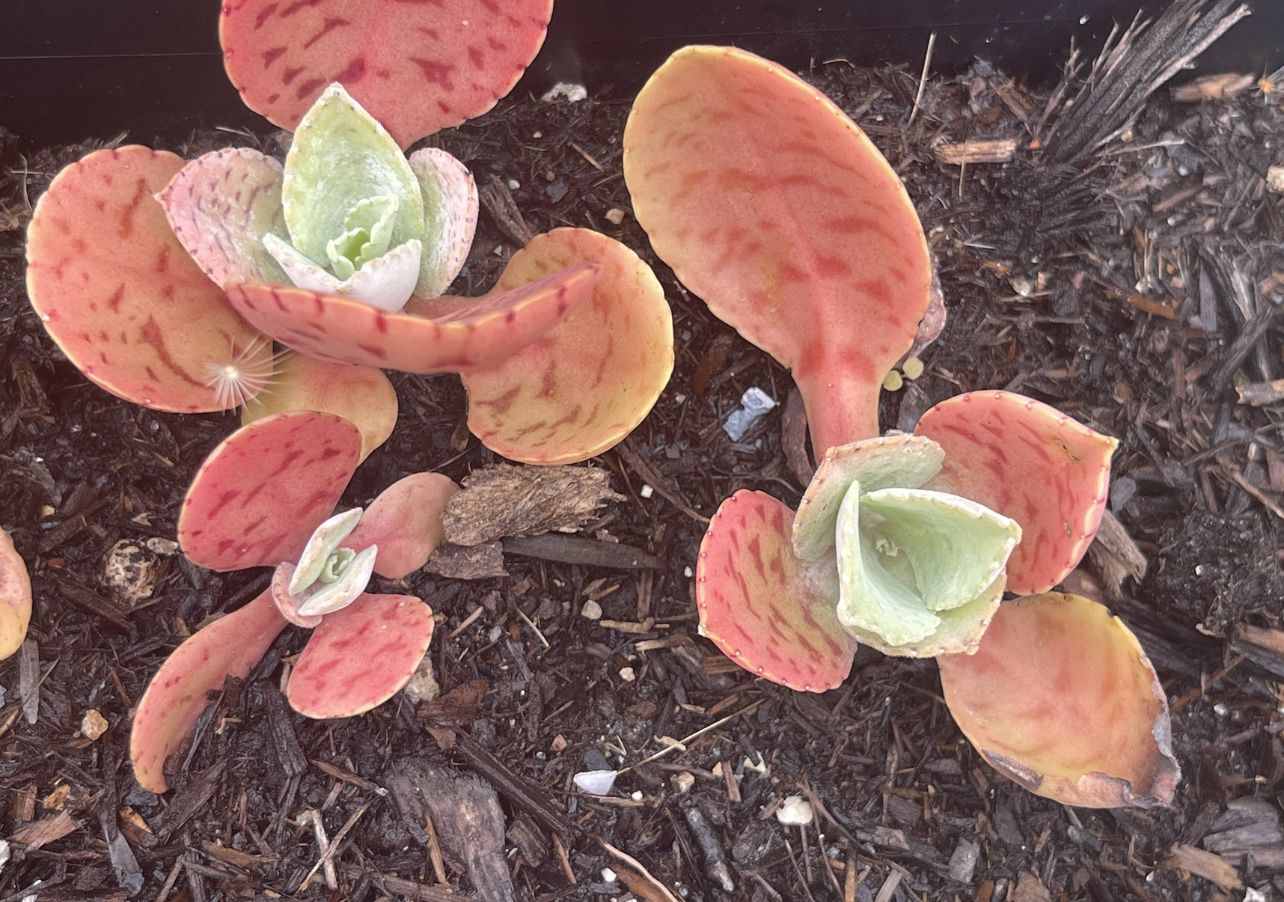 2 Succulent Plant, Pig Ear Red Colorful Plants 