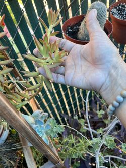 Cuttings