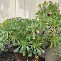 Big And Beautiful Plant For Sale ( Minimal Care Needed)