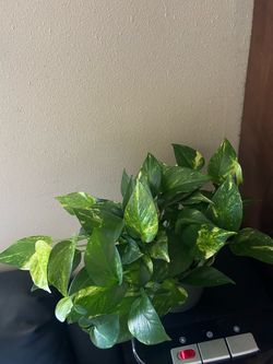 Pothos plant