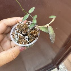 Hoya Sigillatis Alas River