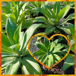 Foxtail Agave 3gl,$25🌿