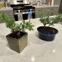 Juniper Bonsai 