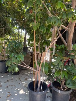 Longan tree