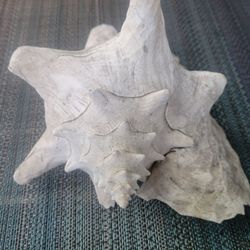 Wavy Turban Sea Shell (Lge)