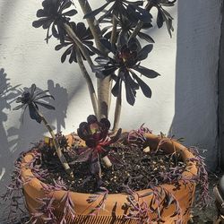 ENTIRE PLANTED POT of SUCCULENTS  Aeonium Black Rose/Ruby Necklace