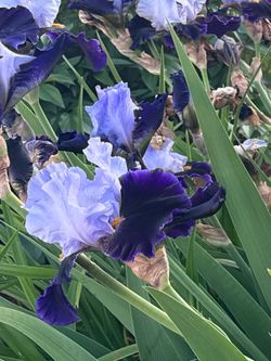 Bearded Iris 'Lone Wolf'