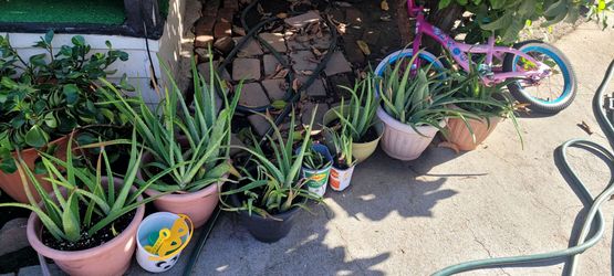 Aloe Vera plant... planta de Sabila