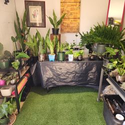 Indoors Plants.  Outdoor Plants.  Cactus.  Succulents 