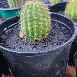 CACTUS PLANT 
