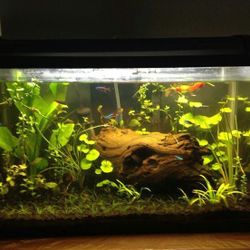 15 Gallon Fish Tank