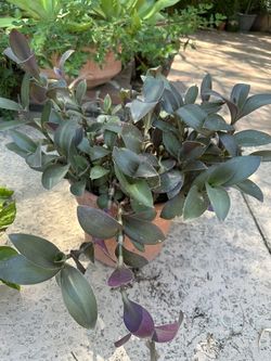 Purple Heart Wandering Tradescantia