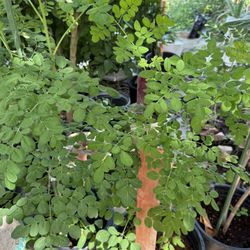 Moringa Plant 🌱