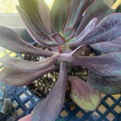 Echeveria Nodulosa 4” pot