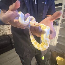 Ball Python Healthy Comes With Tank Hide And Water Dish 
