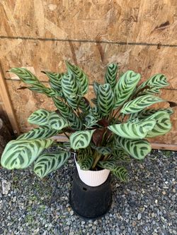 Indoor Plant