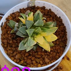 Succulents 