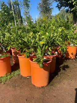 5 Gallon Size- Fruiting Age- Citrus Trees