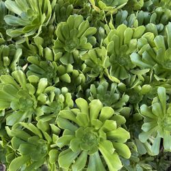 Succulent Flowers With Stem Different Sizes