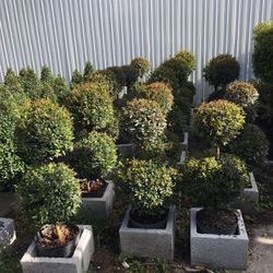 Double Balls Topiary In 3 gls Pot. SPECIAL PRICE !🤩