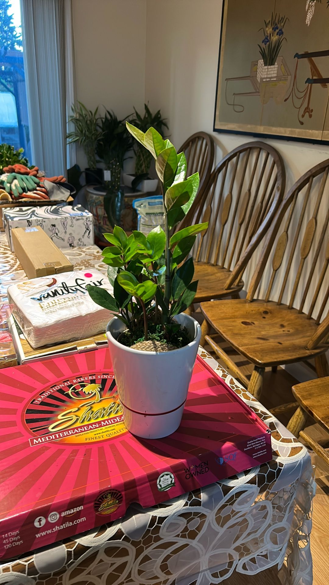 Zzz Plant