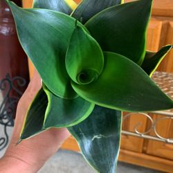 Sansiveria Snake Plant Birdsnest 