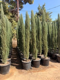 Italian cypress 20 gal