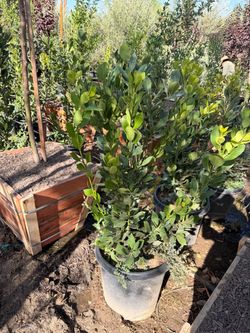 Bay leaf Laurel 15 gal