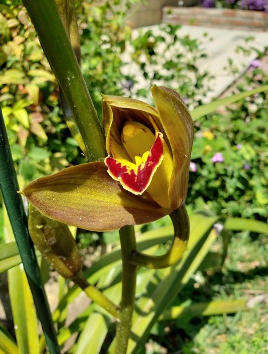 Huge Orchid Plant ( Simply Cymbidium)