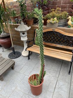 Large Spiny Cactus 5ft Tall in Pot