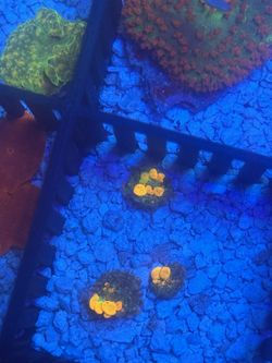  OG Bounce Mushroom Decoration Coral