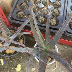 Star ⭐️ Aloe Plant  