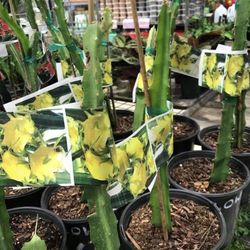 Colomban Yellow Dragon Fruit Seedling Plant