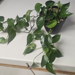 18"+ Large Jade Pothos Plant In Pot