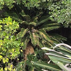 Sego palms and babbies