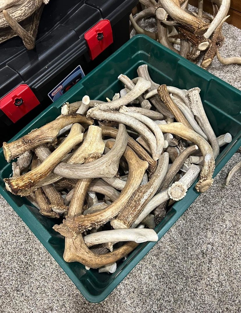 Antlers Dog Chew 