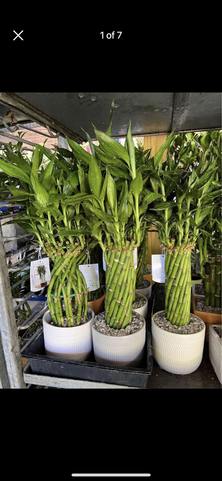 HOME PLANTS- SPECIAL PRICE LUCKY BAMBOO