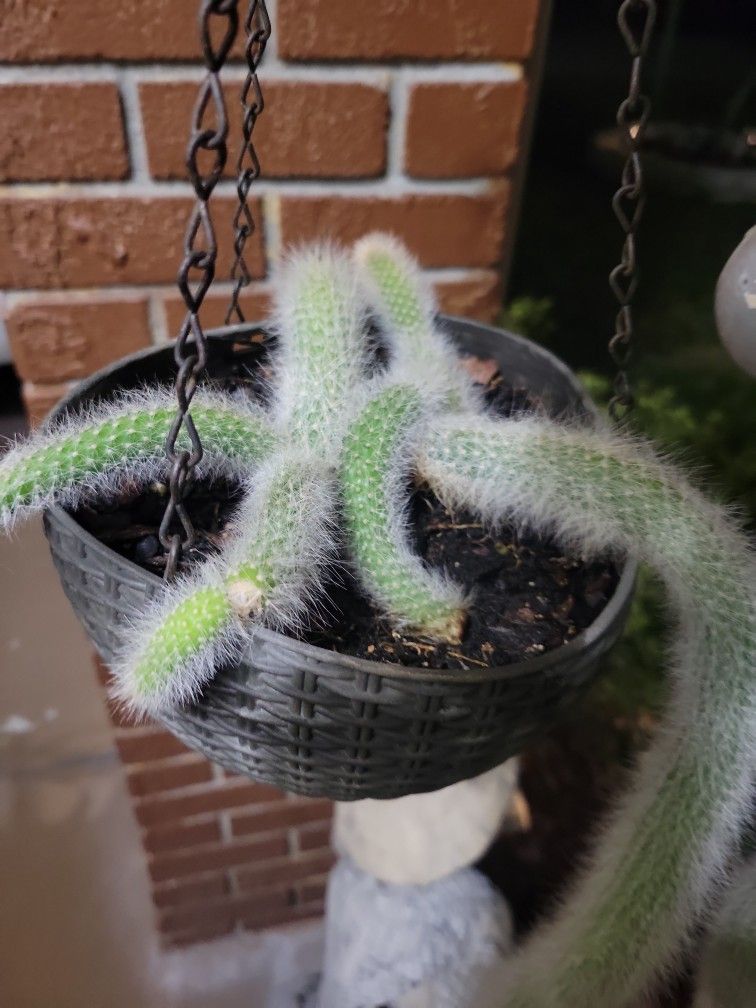Monkey Tail Succulent Baby