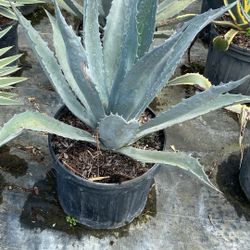 7 Gallons Blue Agave - Beautiful Desert Landscape Plant 🌵